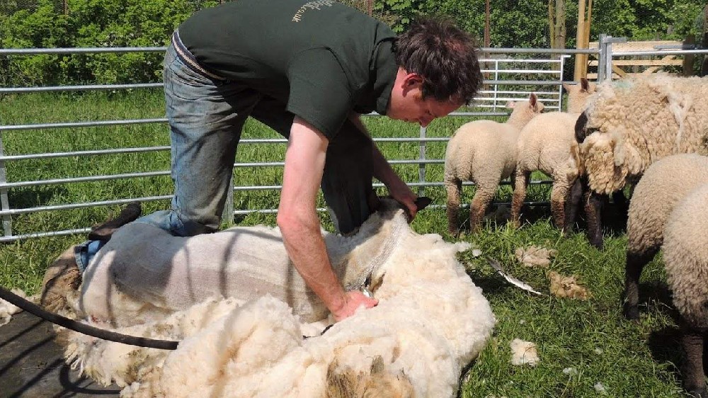 澳洲羊毛行情 2022第十四周：市场继续大幅下行