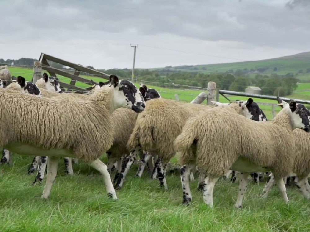 毛价上涨——澳洲羊毛拍卖信息 （2023-10-18）